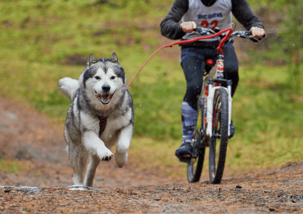 The Ideal Dog Breeds ForBikejoring