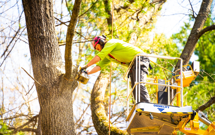 Tree Health and Landscaping Design – Tree Health and Landscaping Design | Expert Arboriculture and Outdoor Planning Solutions